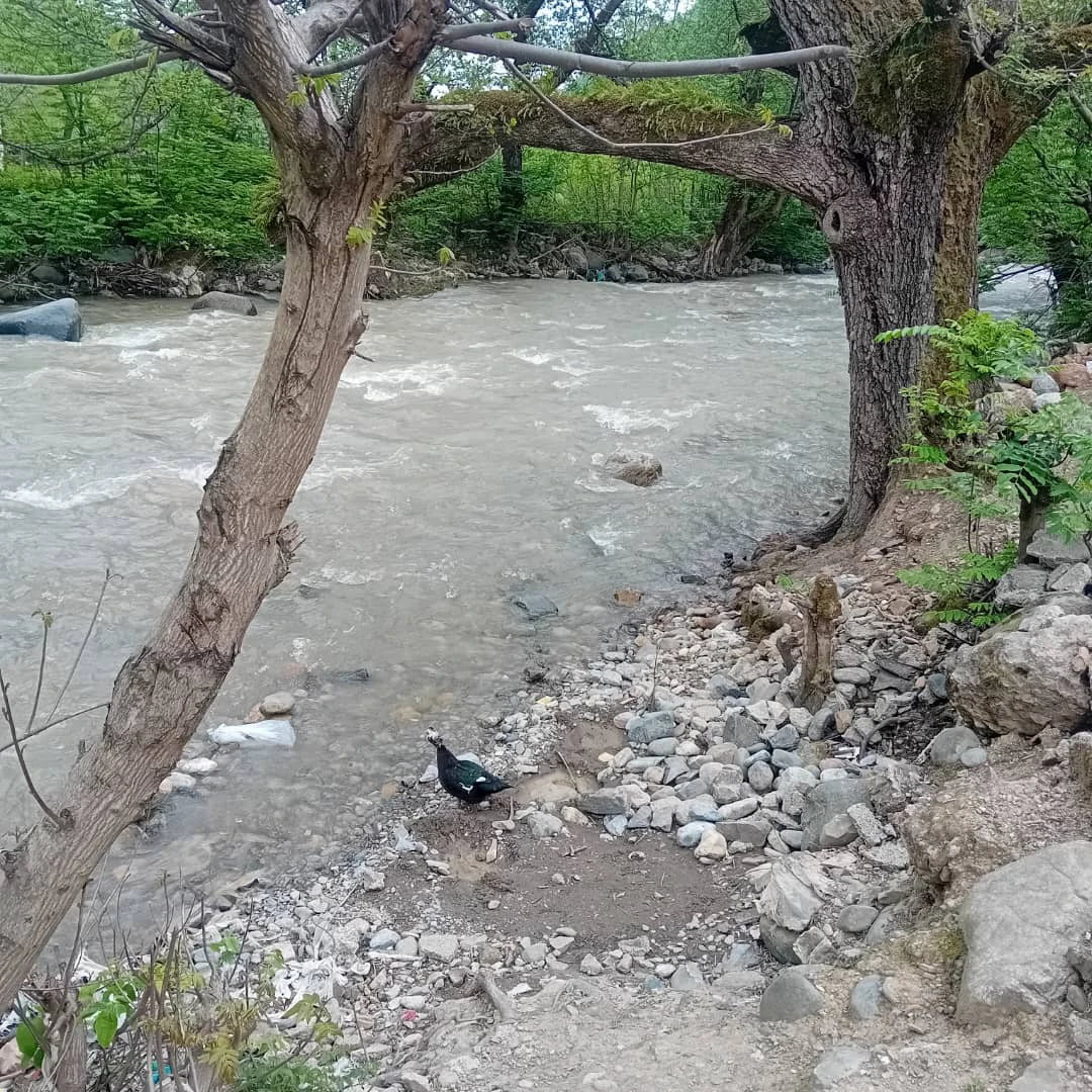 سوئیت پارسا ماسوله