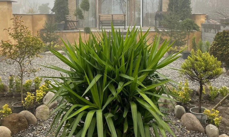 اجاره کلبه کنار رودخانه تنکابن