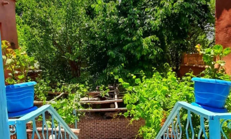 سرای مادری(گندم)