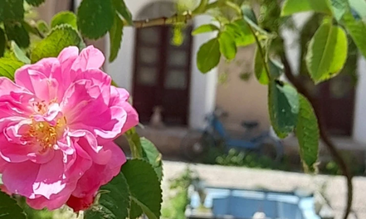 اقامتگاه عمارت دلگشای ماهان (سوئیت سنتی شاه نشین)